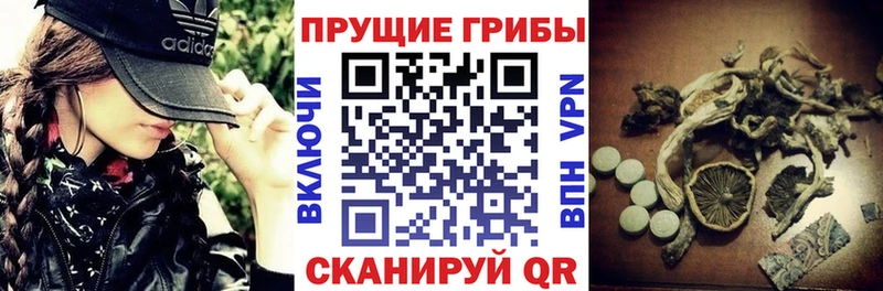 где продают   Верхняя Пышма  Псилоцибиновые грибы Cubensis 